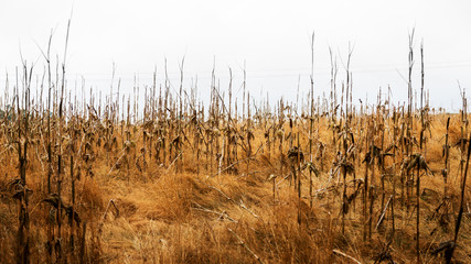 Draught Corn Field