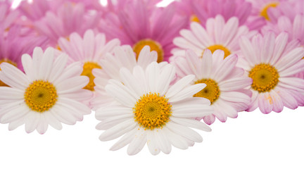 Poster - pink daisy isolated