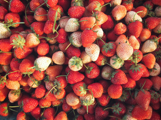 Wall Mural - Fresh strawberries