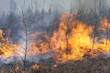 Wood fire. High flames and smoke. Bush fire.