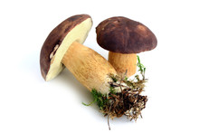 Bay Bolete Mushroom On White Isolated Background