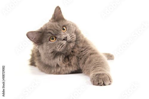 Cute Grey British Longhair Kitten Lying Down Isolated On A White