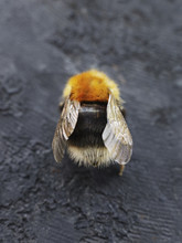 Close Up Of Bumblebee