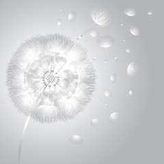 Poster - Abstract fluffy dandelion flower. Vector illustration