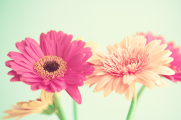 Canvas Print - Pink flowers over mint background