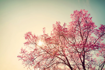Wall Mural - vintage cherry blossom - sakura flower. nature background (retro filter effect color)