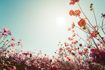 Wall Mural - vintage landscape nature background of beautiful cosmos flower field on sky with sunlight. retro col