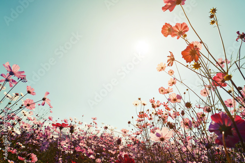 Vintage landscape nature background of beautiful cosmos flower field on sky with sunlight Poster