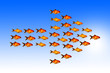 Multiple gold fish follow their leader suggesting follow the leader concept