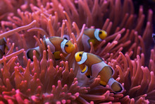 Ocellaris Clownfish (Amphiprion Ocellaris).