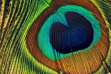 Peacock Feather Eye Close Up View