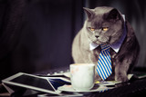 Fototapeta Koty - Business cat