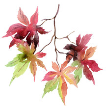 Watercolor Autumn Branch With Colorful Leaves