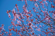 © PixlMakr - Blüten einer Blutbuche vor blauem Himmel