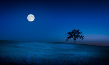 Moon Over A Meadow