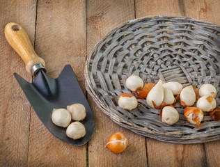 Wall Mural - Tulip bulbs in the circle next to the wicker garden shovel