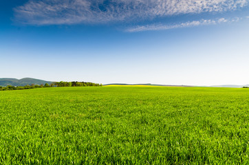 Wall Mural - green field and blue sky