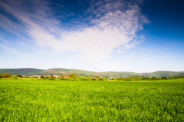 Wall Mural - green field and blue sky