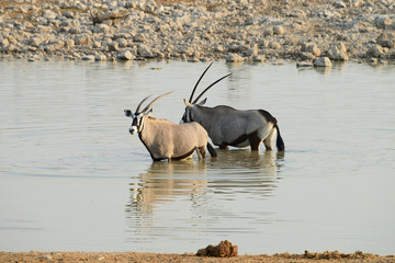 Wall Mural - Oryx, Etosha National Park, Namibia