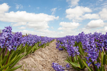 Hyacinths From Amsterdam