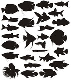 Fototapeta  - Aquarium tropical fish, vector set.