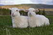 Two Sheep sitting together in meadow