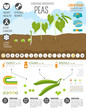 Gardening work, farming infographic. Peas. Graphic template.
