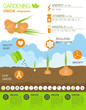 Gardening work, farming infographic. Onion, Graphic template.