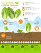 Gardening work, farming infographic. Chinese cabbage. Graphic te