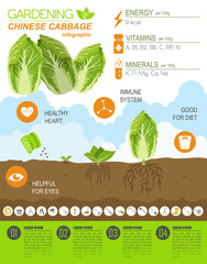 Wall Mural - Gardening work, farming infographic. Chinese cabbage. Graphic te