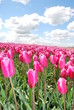 Tulipany - rośliny liliowate