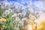Fototapeta Dmuchawce - Selective focus dandelion seeds in meadow