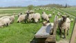 Landschaften in Ostfriesland, Schafe auf dem Ems Deich