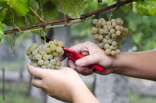 Fotografía Agricultor Recolectando los racimos de uvas para elaborar vino