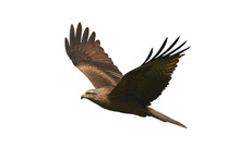 Black Kite (Milvus Migrans)