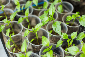 Pots of pepper seedlings