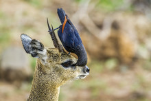 Red-winged Starling And Klipspringer In Kruger National Park, So