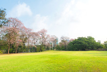 Green Park Landscape