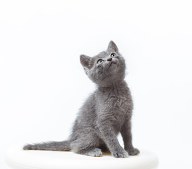 Wall Mural - small gray kitten