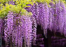 Flowering Wisteria, Kyoto Japan.