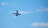 Fototapeta Na sufit - seagull in flight