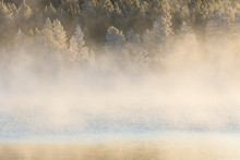 Lake With Coniferous Forest On Foggy Day
