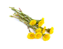Coltsfoot Flowers Isolated.