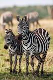 Fototapeta Konie - Two Zebras create perfect symmetry and harmony while playing, heads together