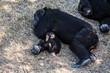 Chimpanzee baby with mother sleeps, Africa.