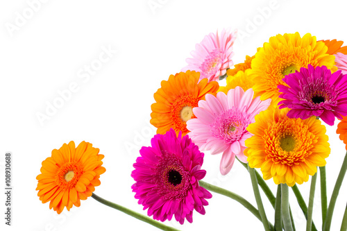 Obraz Dibond Kolorowe kwiaty - Gerbera - wycięte