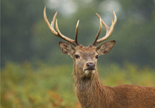 Young Male Of Red Deer Standing In High Fern, Rainy Day, Clean Background, UK, Europe