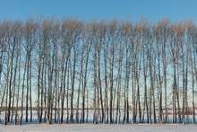 Bare Trees In Winter Space
