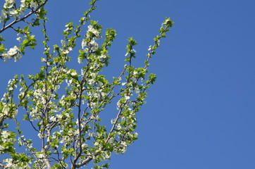 spring flowers of cherry