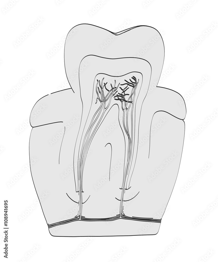Tooth Analysis Cartoon 2d cartoon illustration of tooth anatomy Stock Illustration | Adobe Stock